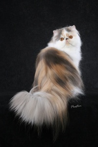 foto kucing persia